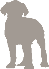 Die Rechte des Hundes achten